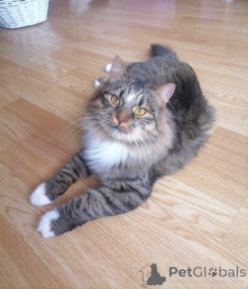 Zdjęcie №3. Charyzmatyczny tygrys. Białoruś