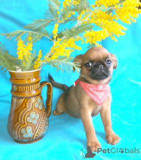 Zdjęcie №2 do zapowiedźy № 165636 na sprzedaż  brabantczyk - wkupić się Federacja Rosyjska prywatne ogłoszenie