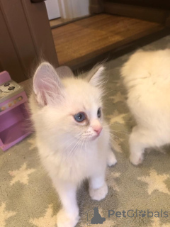 Zdjęcie №1. ragdoll - na sprzedaż w Hoer | 4736zł | Zapowiedź № 168489