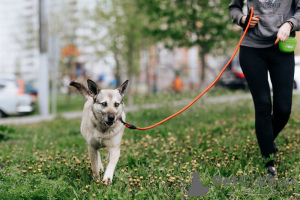 Zdjęcie №3. Najłagodniejszy pies świata wierzy, że zostanie zauważony!. Federacja Rosyjska