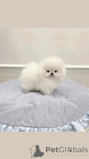 Zdjęcie №2 do zapowiedźy № 164991 na sprzedaż  szpic miniaturowy - wkupić się Finlandia prywatne ogłoszenie, hodowca