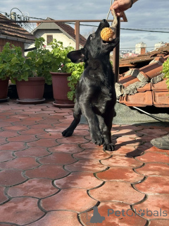 Zdjęcie №3. Psy pracujące rasy owczarek niemiecki. Serbia