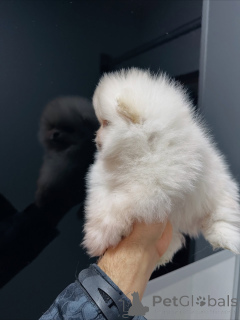 Zdjęcie №2 do zapowiedźy № 159131 na sprzedaż  szpic miniaturowy - wkupić się Niemcy hodowca