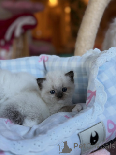 Zdjęcie №2 do zapowiedźy № 169615 na sprzedaż  ragdoll - wkupić się Włochy prywatne ogłoszenie