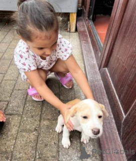 Zdjęcie №1. beagle (rasa psa) - na sprzedaż w Jūrmala | negocjowane | Zapowiedź №160015