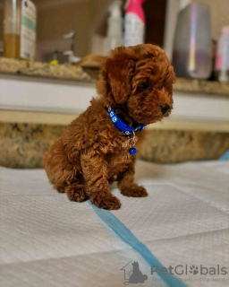 Zdjęcie №2 do zapowiedźy № 126829 na sprzedaż  pudel (zabawka) - wkupić się Francja hodowca