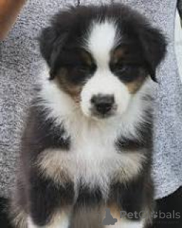 Zdjęcie №3. Australische Herder-te koop dla szczeniąt. Belgia