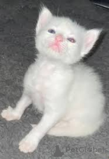 Zdjęcie №3. Kauniita turkkilaisen angoran pentuja myytävänä. Finlandia