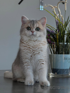 Zdjęcie №1. chinchilla cat - na sprzedaż w Lipsk | negocjowane | Zapowiedź № 166818
