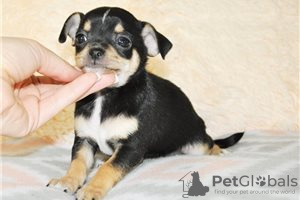 Zdjęcie №3. Urocze szczenięta Chihuahua do bezpłatnej adopcji. Niemcy