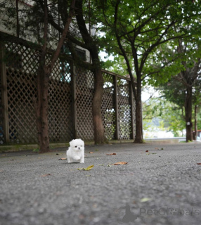 Zdjęcie №1. maltańczyk - na sprzedaż w Berlin | 3109zł | Zapowiedź №158130