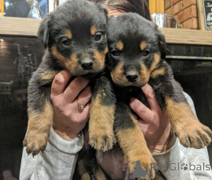 Zdjęcie №1. rottweiler - na sprzedaż w Falkenberg | 4066zł | Zapowiedź №168432