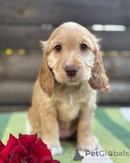 Zdjęcie №1. cocker spaniel angielski - na sprzedaż w Friskala | negocjowane | Zapowiedź №160392