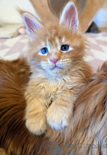 Zdjęcie №2 do zapowiedźy № 166814 na sprzedaż  maine coon - wkupić się Belgia hodowca