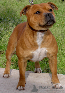 Zdjęcie №1. amerykański pitbulterier, staffordshire bull terrier - na sprzedaż w Hannover | 1256zł | Zapowiedź № 48221