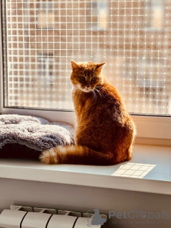 Zdjęcie №3. Czerwone piękno z postacią jest pilnie szuka domu!. Federacja Rosyjska