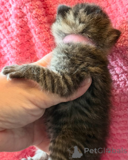 Zdjęcie №3. Moje urocze kocięta bengalskie są do adopcji i remontu. Niemcy