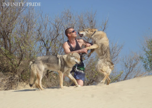 Zdjęcie №2 do zapowiedźy № 4052 na sprzedaż  wilczak czechosłowacki - wkupić się Federacja Rosyjska od żłobka