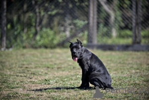 Zdjęcie №1. cane corso - na sprzedaż w Belgrad | negocjowane | Zapowiedź №119870