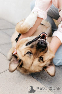 Zdjęcie №4. Sprzedam pies nierasowy w Rzeka Moskwa.  - cena - Bezpłatny