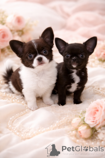 Zdjęcie №3. Czarna perła VIP!. Ukraina