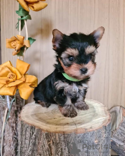 Zdjęcie №1. yorkshire terrier - na sprzedaż w Zrenjanin | negocjowane | Zapowiedź №78913