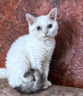 Zdjęcie №1. selkirk rex krótkowłosy - na sprzedaż w Pinneberg | 1674zł | Zapowiedź № 173535