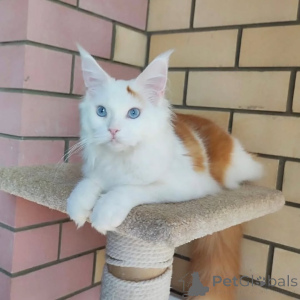 Zdjęcie №2 do zapowiedźy № 169099 na sprzedaż  maine coon - wkupić się Finlandia prywatne ogłoszenie