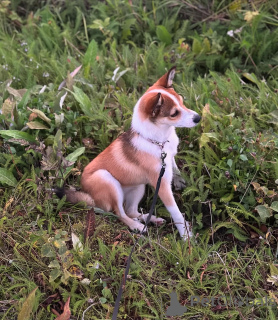 Zdjęcie №2 do zapowiedźy № 159190 na sprzedaż  buhund norweski - wkupić się Norwegia prywatne ogłoszenie