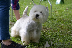 Zdjęcie №4. Sprzedam west highland white terrier w DaszeWice. hodowca - cena - 5740zł