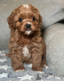 Zdjęcie №1. cavalier king charles spaniel - na sprzedaż w Kolonia | negocjowane | Zapowiedź №127630