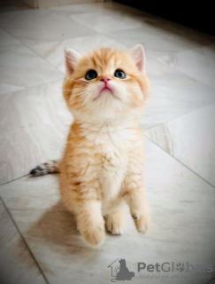 Zdjęcie №3. Brytyjska Longhair. Francja