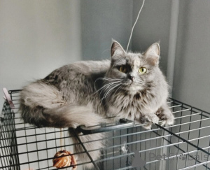 Zdjęcie №1.  - na sprzedaż w Samara | Bezpłatny | Zapowiedź № 153453