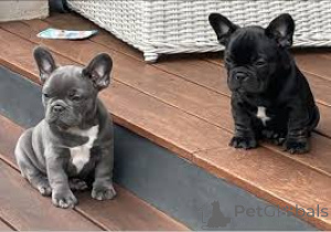 Zdjęcie №3. Französische Bulldogge Welpen zu verkaufen. Austria