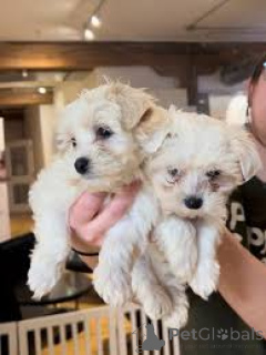 Zdjęcie №1. bichon frise - na sprzedaż w Paryż | 2317zł | Zapowiedź №160948