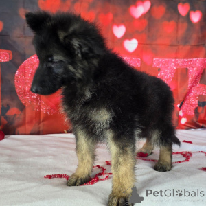 Zdjęcie №2 do zapowiedźy № 164585 na sprzedaż  owczarek niemiecki - wkupić się Niemcy prywatne ogłoszenie