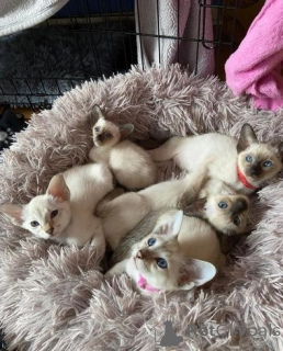 Zdjęcie №1. kot syjamski - na sprzedaż w Castrop-Rauxel | 1674zł | Zapowiedź № 149736