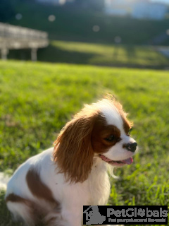Zdjęcie №2. Usługi krycia cavalier king charles spaniel. Cena - negocjowane