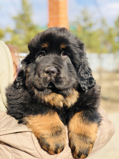 Zdjęcie №2 do zapowiedźy № 6186 na sprzedaż  pies nierasowy, mastif tybetański - wkupić się Federacja Rosyjska hodowca
