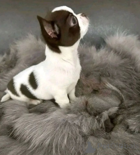 Zdjęcie №2. Produkty dla zwierząt w USA. Price - 1779zł. Zapowiedź № 141883