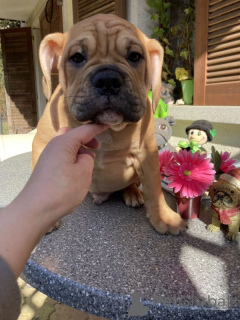 Zdjęcie №2 do zapowiedźy № 167374 na sprzedaż  buldog amerykański - wkupić się Finlandia prywatne ogłoszenie