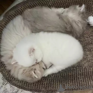 Zdjęcie №2 do zapowiedźy № 167256 na sprzedaż  kot brytyjski krótkowłosy - wkupić się Niemcy prywatne ogłoszenie