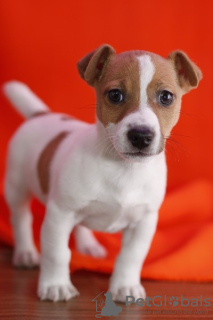 Zdjęcie №1. jack russell terrier - na sprzedaż w Leicester | negocjowane | Zapowiedź №123499