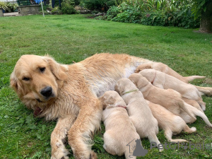 Zdjęcie №1. golden retriever - na sprzedaż w Berlin | Bezpłatny | Zapowiedź №115952