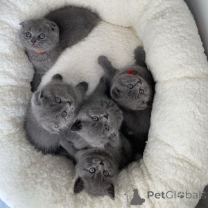 Zdjęcie №4. Sprzedam scottish fold w Vaskjala. prywatne ogłoszenie - cena - negocjowane