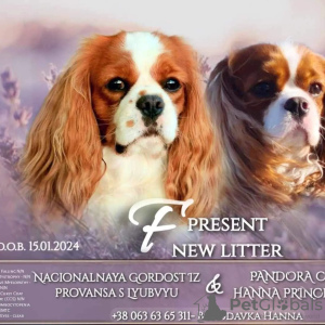 Zdjęcie №2 do zapowiedźy № 97764 na sprzedaż  cavalier king charles spaniel - wkupić się Norwegia prywatne ogłoszenie