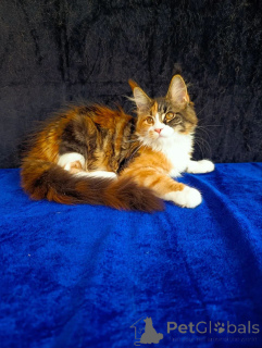 Dodatkowe zdjęcia: Kocięta rasy Maine Coon