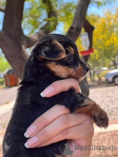 Zdjęcie №2 do zapowiedźy № 172869 na sprzedaż  yorkshire terrier - wkupić się Nowa Zelandia prywatne ogłoszenie
