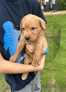 Zdjęcie №2 do zapowiedźy № 153470 na sprzedaż  labradoodle - wkupić się Niemcy 