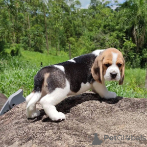 Dodatkowe zdjęcia: Szczenięta rasy beagle szukają domów stałych